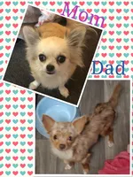 Cherry, a female Chihuahua for sale in San Antonio, TX – 3 of 3