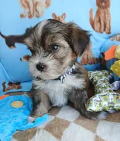 Nugget, a male Shorkie for sale in San Antonio, TX – 3 of 3