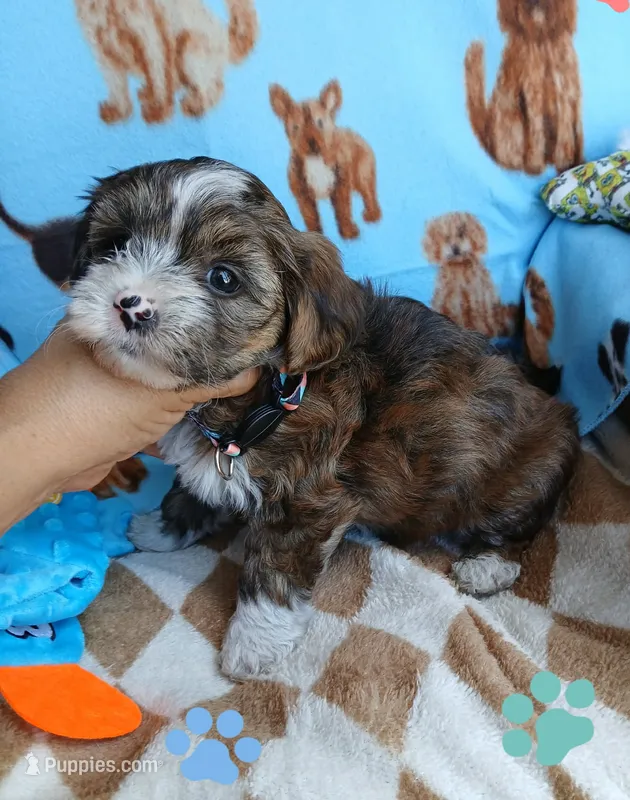 Brownie – Shorkie puppy for sale in San Antonio, TX