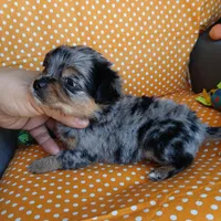 Patches, a male Chihuahua for sale in San Antonio, TX – Photo 4 of 6