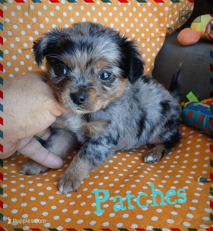 Patches – Chihuahua puppy for sale in San Antonio, TX