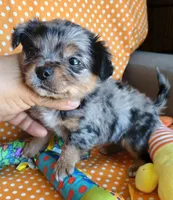 Patches, a male Chihuahua for sale in San Antonio, TX – Photo 2 of 6