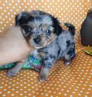 Patches, a male Chihuahua for sale in San Antonio, TX – Photo 3 of 6