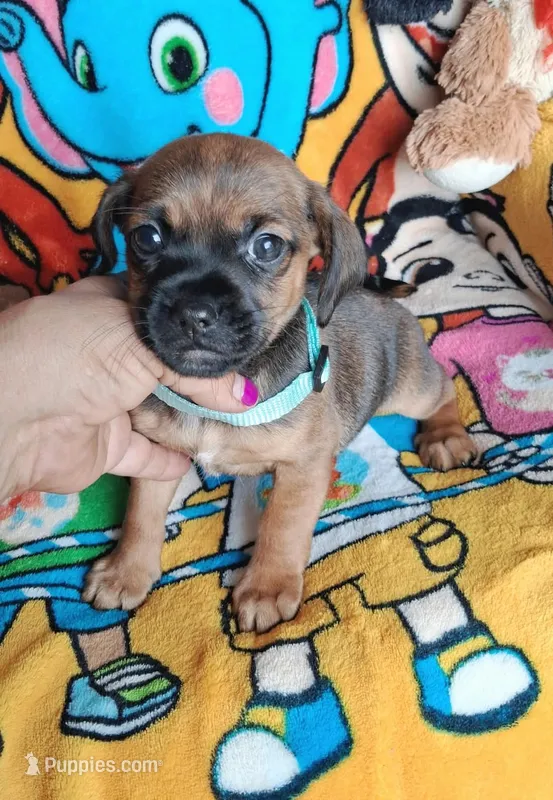 Timmy(2104290674), a male Chiweenie for sale in Devine, TX – 1 of 2