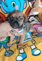 Timmy(2104290674), a male Chiweenie for sale in Devine, TX – 1 of 2