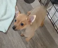 Bruno, a male Chihuahua for sale in San Antonio, TX – 2 of 2