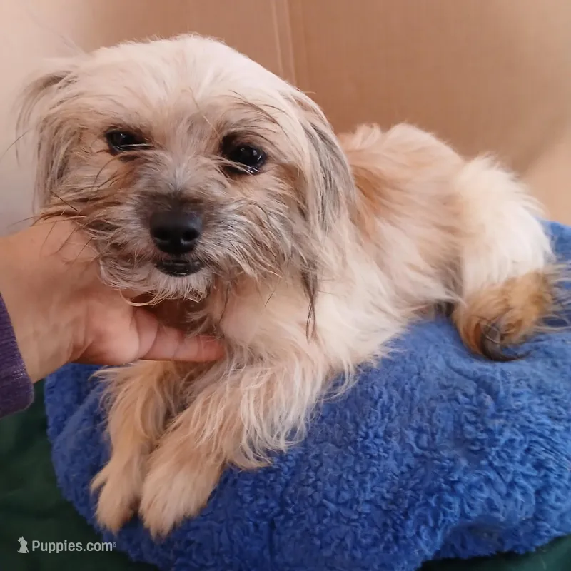 Sasha, a female Yorkipoo and Yorkshire Terrier for sale in San Antonio, TX – Photo 1 of 1