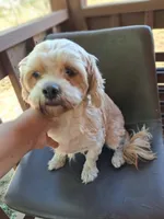 Amber, a female Shihpoo for sale in Devine, TX – 1 of 3