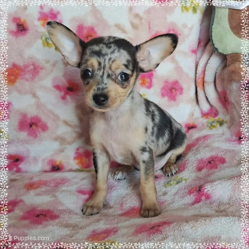 Lyra (apple) – Chihuahua puppy for sale in Devine, TX