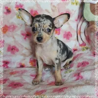Lyra (apple), a female Chihuahua for sale in Devine, TX – 1 of 5