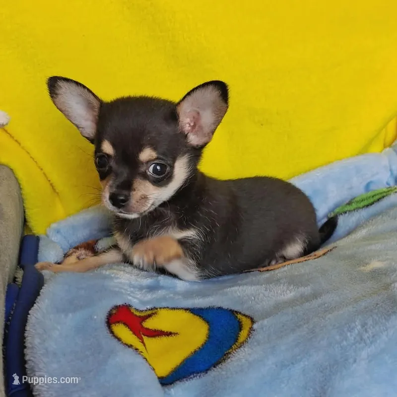 Cosmo (apple) – Chihuahua puppy for sale in Devine, TX