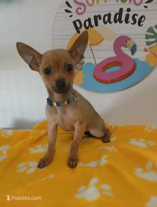 Bruno – Chihuahua puppy for sale in San Antonio, TX