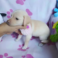 Peaches, a female Chihuahua and Chiweenie for sale in Devine, TX – 4 of 4