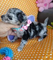 Bonnie, a female Chihuahua for sale in San Antonio, TX – Photo 4 of 5