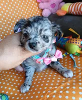 Bonnie, a female Chihuahua for sale in San Antonio, TX – Photo 2 of 5