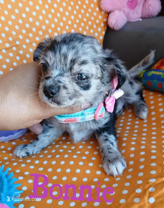 Bonnie – Chihuahua puppy for sale in San Antonio, TX