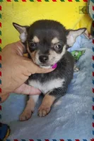 Cosmo (apple), a male Chihuahua for sale in Devine, TX – 2 of 5