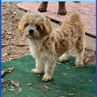 Amber, a female Shihpoo for sale in Devine, TX – 3 of 3