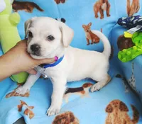 Wally, a male Chihuahua and Chipoo for sale in Devine, TX – 2 of 3