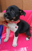 Luna, a female Border Collie and Labrador Retriever for sale in San Antonio, TX – 2 of 4