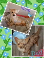Cosmo (apple), a male Chihuahua for sale in Devine, TX – 5 of 5