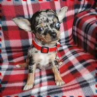 Skyer, a male Chihuahua for sale in San Antonio, TX – Photo 3 of 4