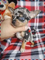 Skyer, a male Chihuahua for sale in San Antonio, TX – Photo 2 of 4