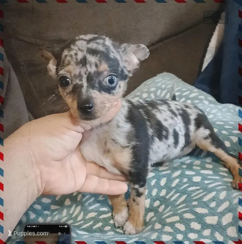 Skyer – Chihuahua puppy for sale in San Antonio, TX
