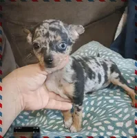 Skyer, a male Chihuahua for sale in San Antonio, TX – Photo 1 of 4