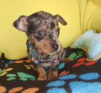Patches, a male Chihuahua for sale in Devine, TX – 4 of 4
