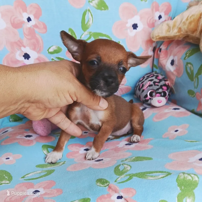 Penny – Chihuahua, Chiweenie puppy for sale in San Antonio, TX
