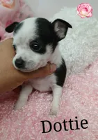 Dottie, a female Chihuahua for sale in San Antonio, TX – 1 of 1