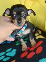 Mikey , a male Chihuahua for sale in Devine, TX – 1 of 2