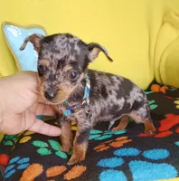 Patches, a male Chihuahua for sale in Devine, TX – 2 of 4