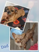 Soda pop, a male Chihuahua for sale in San Antonio, TX – 2 of 3