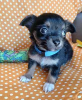 Bruno, a male Chihuahua for sale in San Antonio, TX – Photo 2 of 5