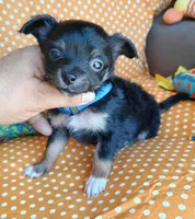 Bruno, a male Chihuahua for sale in San Antonio, TX – Photo 3 of 5