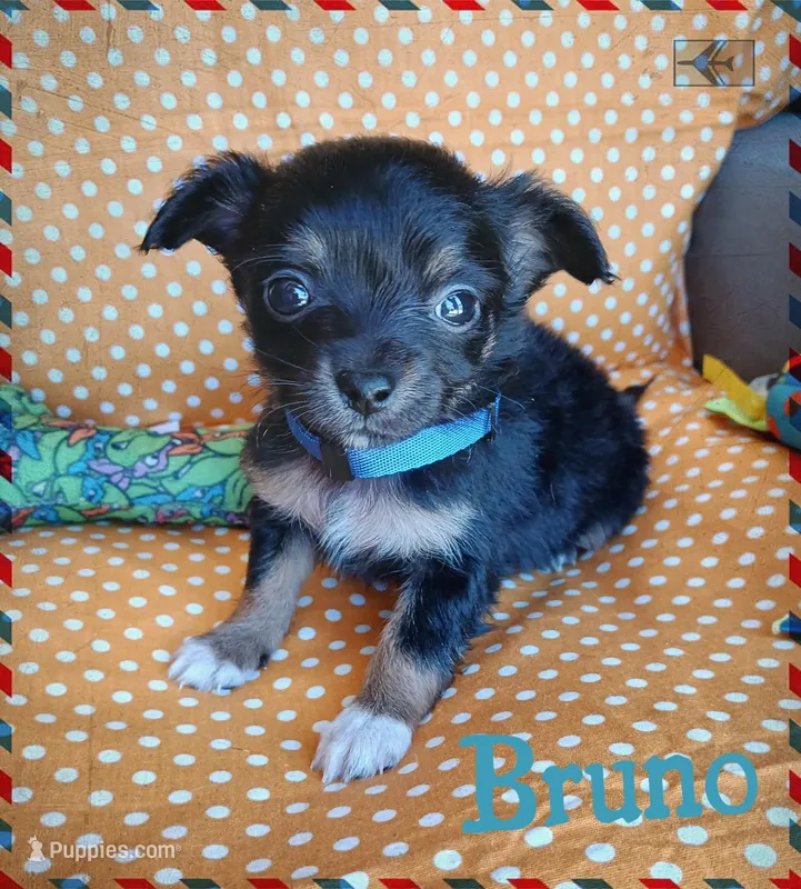 Bruno – Chihuahua puppy for sale in San Antonio, TX