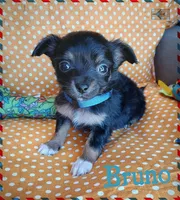 Bruno, a male Chihuahua for sale in San Antonio, TX – Photo 1 of 5