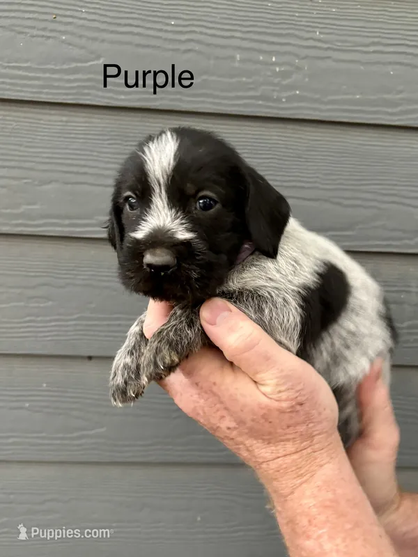 German wirehaired pointer litter – German Wirehaired Pointer puppy for sale in Sedan, KS