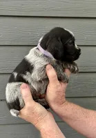 German wirehaired pointer litter, a female German Wirehaired Pointer for sale in Sedan, KS – 4 of 4