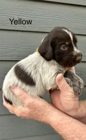 German wirehaired pointer litter, a female German Wirehaired Pointer for sale in Sedan, KS – 2 of 4