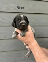 German wirehaired pointer litter, a female German Wirehaired Pointer for sale in Sedan, KS – 3 of 4