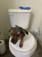 Taffy, a male Yorkshire Terrier and Miniature Dachshund for sale in Nashville, TN – Photo 2 of 7