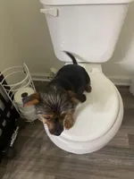 Taffy, a male Yorkshire Terrier and Miniature Dachshund for sale in Nashville, TN – Photo 3 of 7