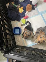 Taffy, a male Yorkshire Terrier and Miniature Dachshund for sale in Nashville, TN – Photo 5 of 7