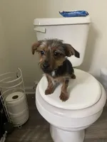 Taffy, a male Yorkshire Terrier and Miniature Dachshund for sale in Nashville, TN – Photo 4 of 7