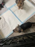 Taffy, a male Yorkshire Terrier and Miniature Dachshund for sale in Nashville, TN – Photo 6 of 7