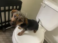 Taffy, a male Yorkshire Terrier and Miniature Dachshund for sale in Nashville, TN – Photo 1 of 7