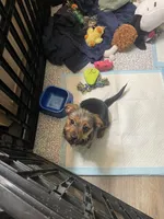 Taffy, a male Yorkshire Terrier and Miniature Dachshund for sale in Nashville, TN – Photo 7 of 7